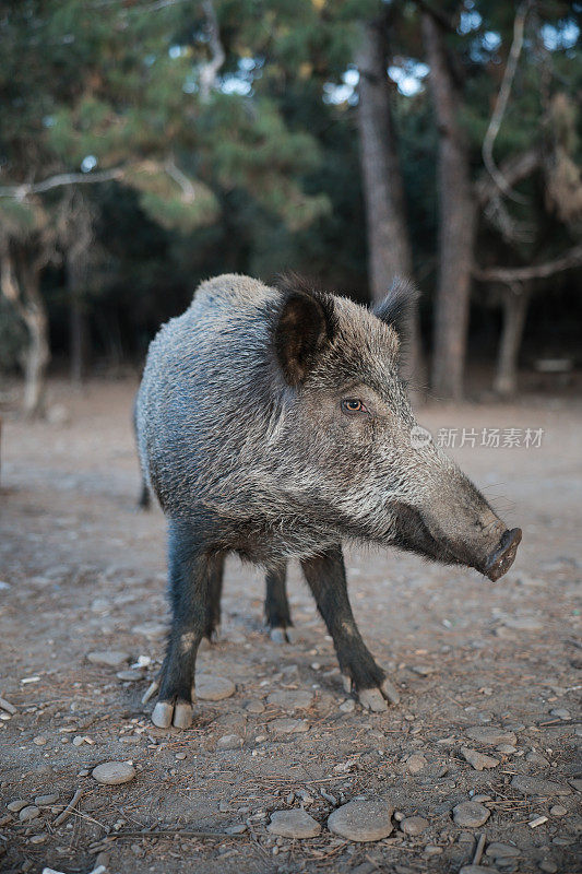 野猪(Sus scrofa)，欧亚野猪